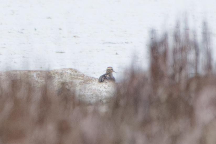 Photo of Sociable Lapwing